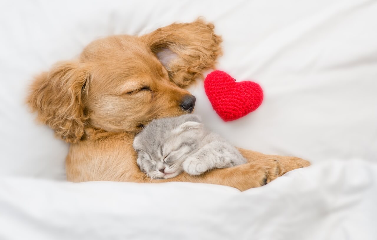 Pet vaccination in In Kansas City, MO