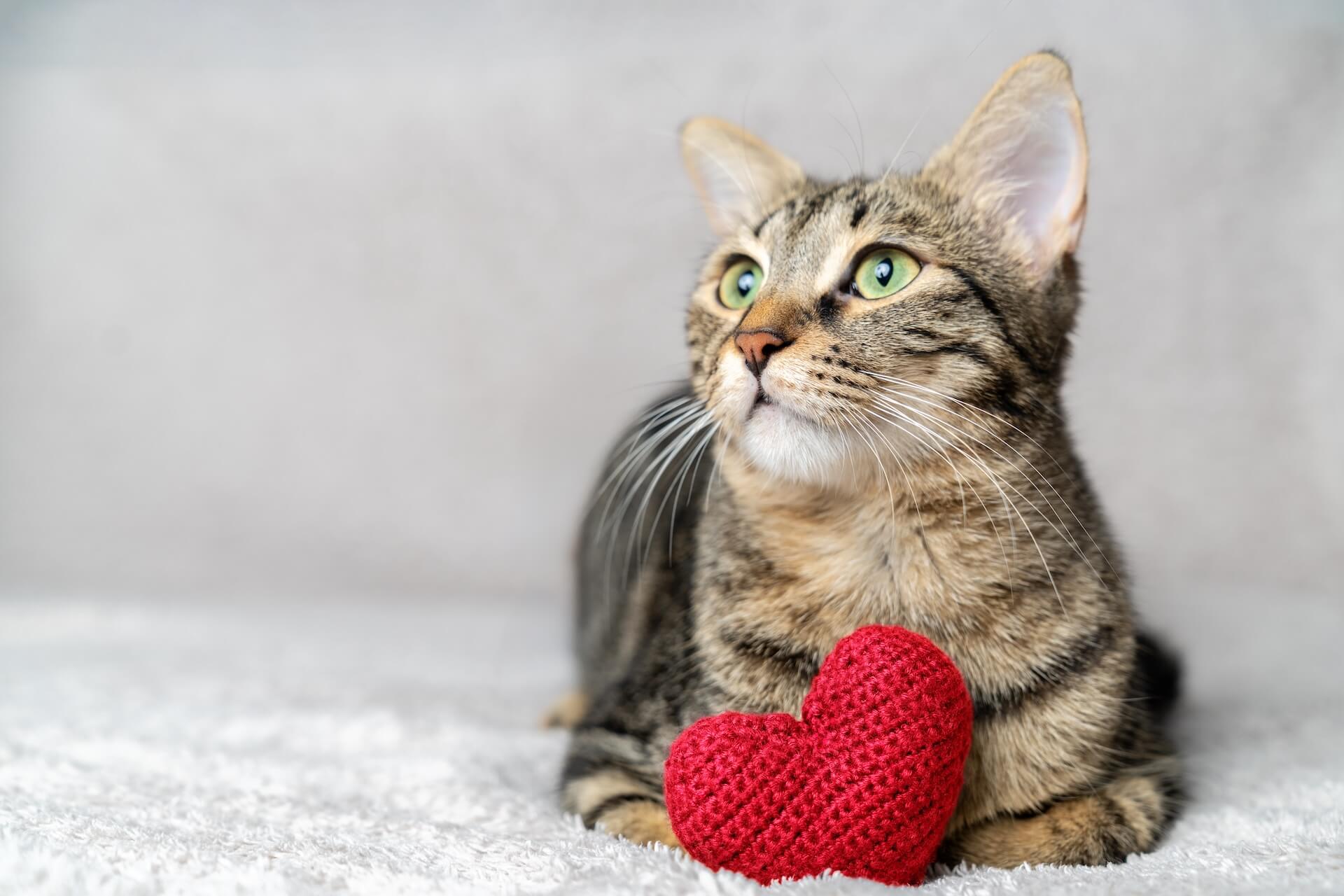 veterinarian kansas city missouri mobile