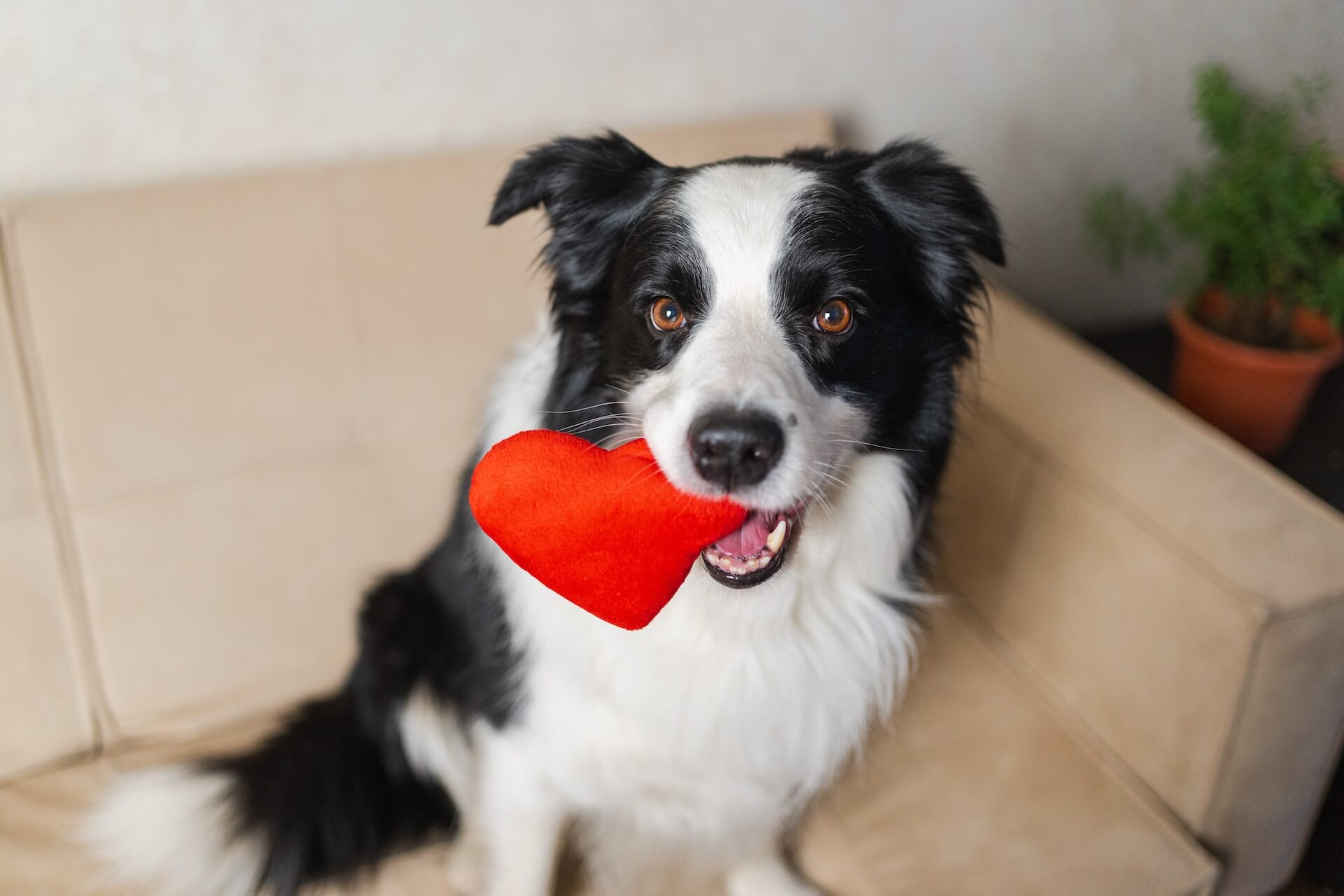 Border collie on the couch with a heart teddy in his mouth 
