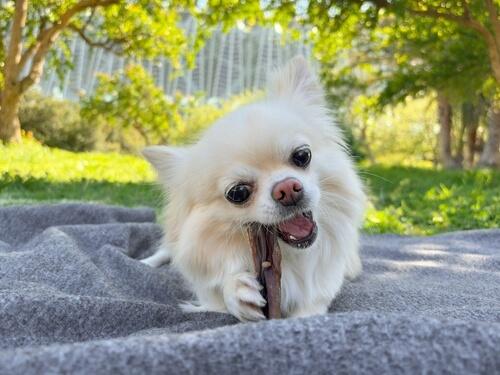 Dental Cleanings
