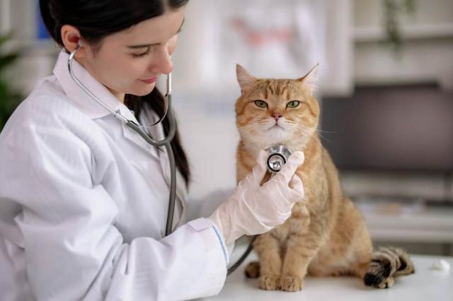 Preventative Care