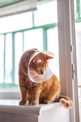 Soft Tissue Surgery